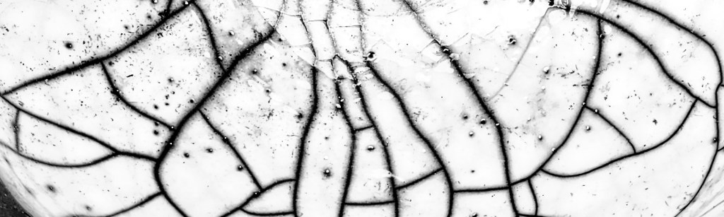 Kumo No Kuma : l&rsquo;ours&nbsp;araignée