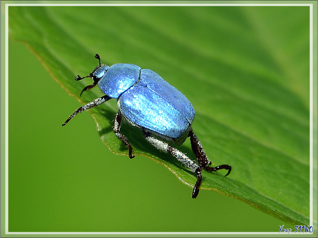Crédit photo : Yvan Puntous 
http://images-du-pays-des-ours.eklablog.com/scarabee-hoplie-bleue-hoplia-coerulea-aspet-31-a130671108